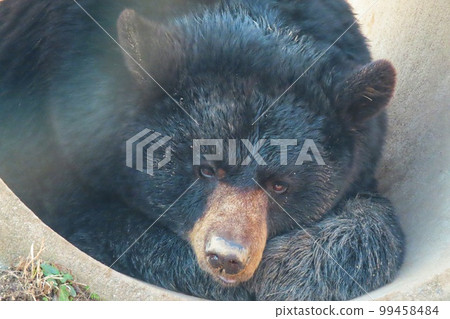 American black bear 99458484