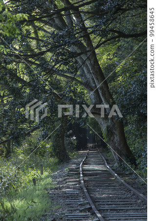 舊國鐵倉吉線停運線的竹林風光鳥取縣舊國鐵倉吉線停運線 舊國鐵倉吉線停運線的竹林風光鳥取縣舊國鐵倉吉線停運線 99458645