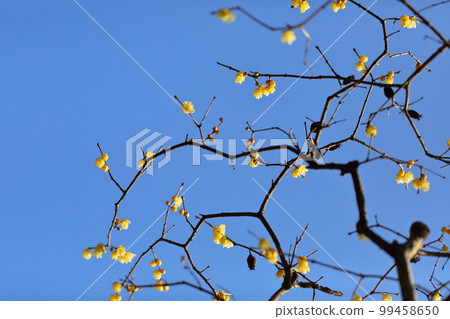 Hodosan Wintersweet Garden Hodosan Wintersweet Garden 99458650
