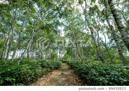 Nagano Prefecture Sakuho Town Summer White Birch Colony Nagano Prefecture Sakuho Town Summer White Birch Colony 99458923