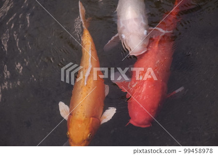 池塘的鯉魚 池塘的鯉魚 99458978