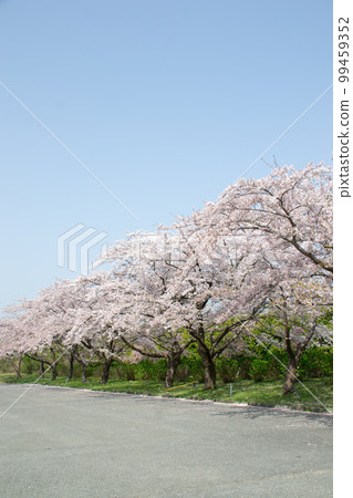 Cherry Blossoms	 99459352