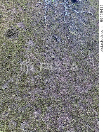 Old concrete wall with moss and ivy 99459455