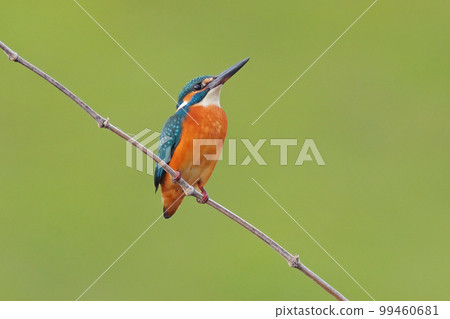 Kingfisher staring at the sky 99460681