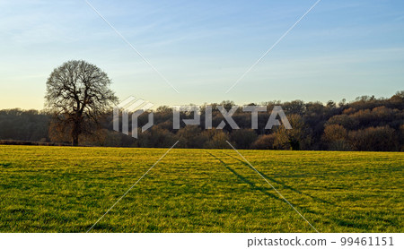 Field with tree and vehicle track illuminated by the late afternoon sunshine. English countryside scene with woodland behind. West Wickham, Kent, UK. Field with tree and vehicle track illuminated by the late afternoon sunshine. English countryside scene with woodland behind. West Wickham, Kent, UK. 99461151