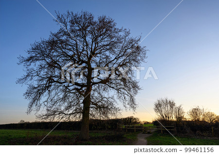 Silhouette of a tree with bare branches against a blue sky just before sunset. English countryside near West Wickham, Kent UK. 99461156