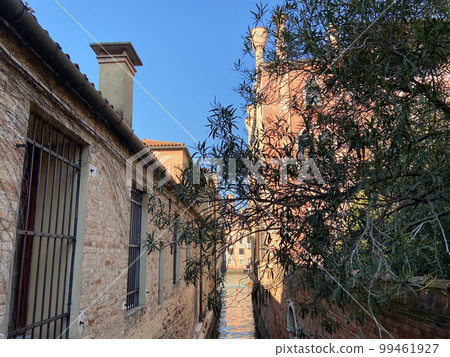 green olive tree over narrow canal in Venice city 99461927