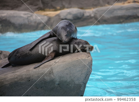 Fur seals rest during the day on high rock on the ocean. 99462358
