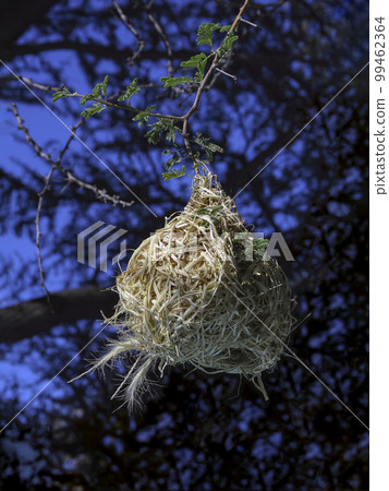 Nest of an African weaver on an acacia branch against the background of tree crown. 99462364