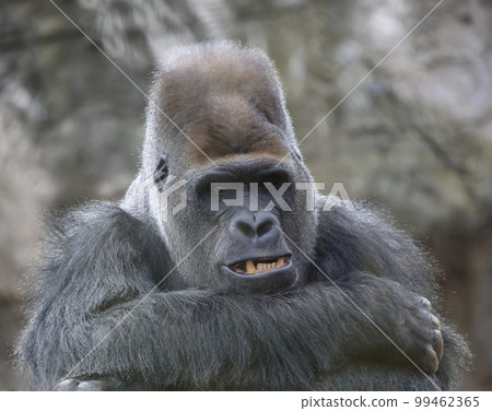 Old large male gorilla calmly looks straight ahead, showing his lower fangs. 99462365