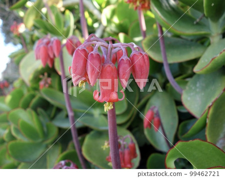 Flower of a succulent plant called pig's ear 99462721