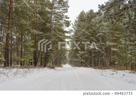 pine branch with a cone close up against the blue sky pine branch with a cone close up against the blue sky 99463735