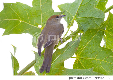 bird on a maple (Black-cap) bird on a maple (Black-cap) 99463909