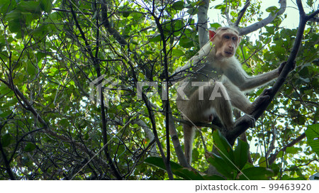 Flock of Indian macaques in dry season. 99463920