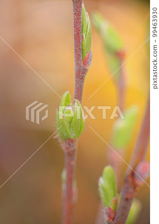 new colorful garden foliage new colorful garden foliage 99463930