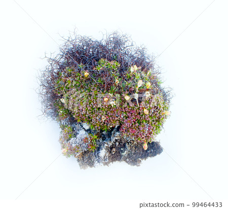 natural moss decoration on white background 99464433