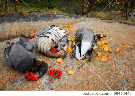 Aesthetically designed trophy hunter Aesthetically designed trophy hunter 99464445