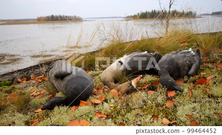 Trophies Northern hunting geese 99464452