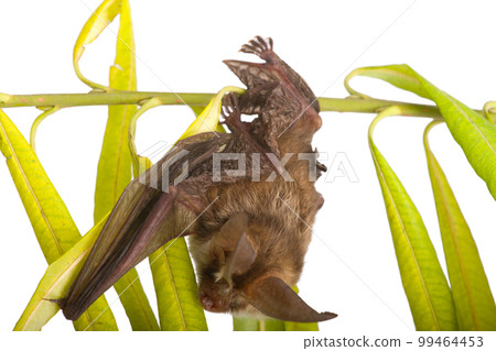 long-eared bat  on branch 99464453