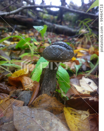 birch boletus mushroom in autumn forest eco clean birch boletus mushroom in autumn forest eco clean 99464718