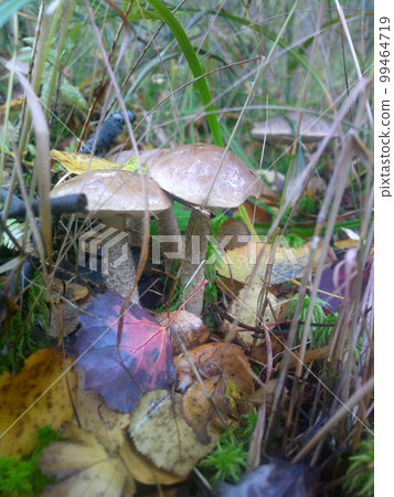 birch boletus mushroom in autumn forest eco clean birch boletus mushroom in autumn forest eco clean 99464719