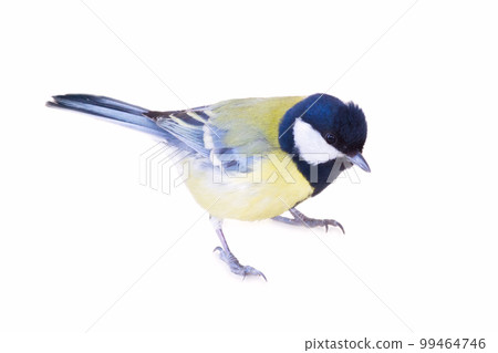 titmouse bird isolated on white titmouse bird isolated on white 99464746