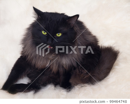 wow Cat wow Cat 99464748