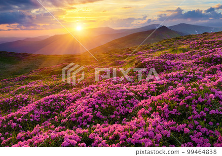 Fields of flowers in the mountains Fields of flowers in the mountains 99464838