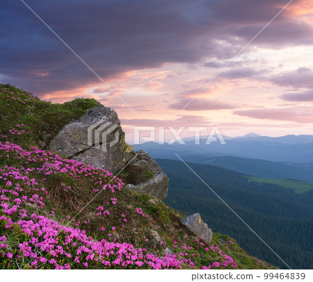 Summer landscape with pink flowers in the mountains Summer landscape with pink flowers in the mountains 99464839