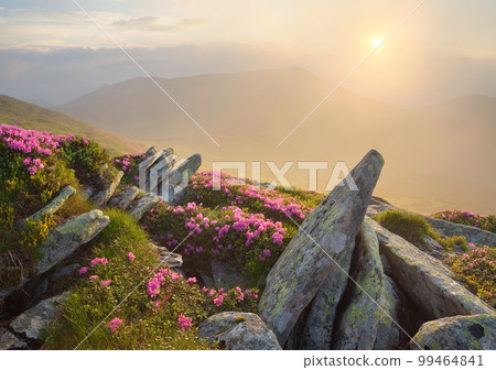 Beautiful sunrise in the mountains with flowers Beautiful sunrise in the mountains with flowers 99464841
