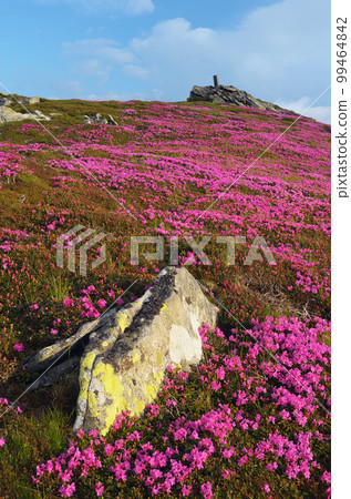Flowers on the hillside Flowers on the hillside 99464842