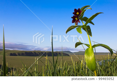 Black lily of Kamchatka Black lily of Kamchatka 99465052