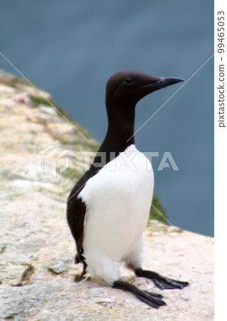 The Guillemot sits in vertical position The Guillemot sits in vertical position 99465053