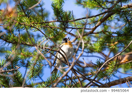 Spring is coming. Brambling sings on pine branch 99465064