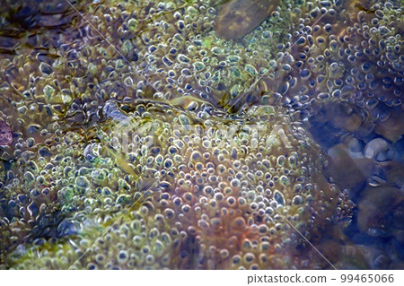 Tundra colony of Nostoc cyanobacteria Tundra colony of Nostoc cyanobacteria 99465066