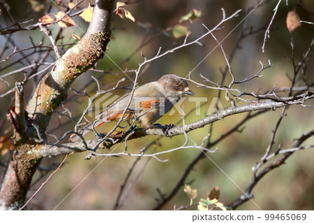 Siberian Jay (Perisoreus infaustus) is very kind and funny taiga bird. Siberian Jay (Perisoreus infaustus) is very kind and funny taiga bird. 99465069