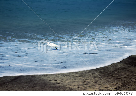 Typical birds of India in typical biotope 14. little egret (Egretta garzetta) Typical birds of India in typical biotope 14. little egret (Egretta garzetta) 99465078