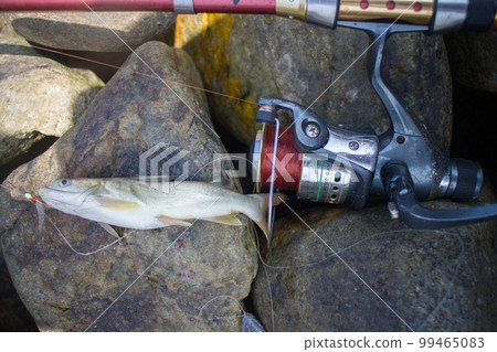 Amateur fishing in India 2. Parvati fish 99465083