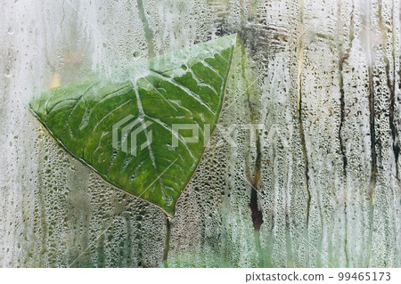 View from outside of various types of green potted plants behind the distorting glass wall of a tropical greenhouse. Process of photosynthesis. Water vapor is created in the humid environment 99465173