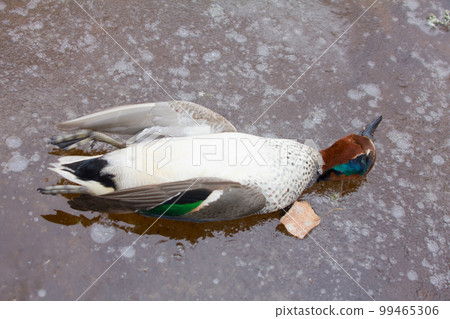 take European teal (Anas crecca) 7 99465306