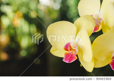 Close up of beautiful yellow orchid flowers Close up of beautiful yellow orchid flowers 99465969