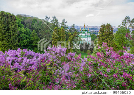 Fanatstic Lilac blossoms in Kyiv at May 1 in Botanical Garden 99466020