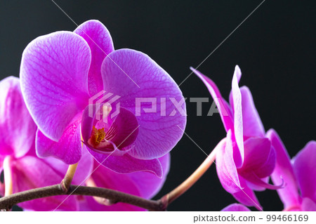 Purple orchid branch on dark black background Purple orchid branch on dark black background 99466169