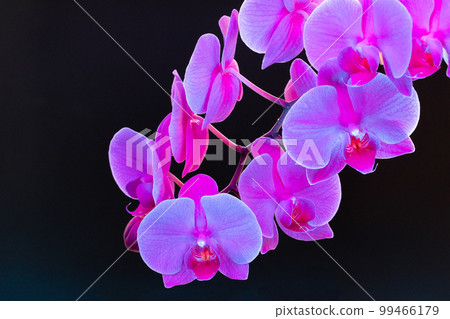 Branch of orchid flowers on dark background in neon light 99466179