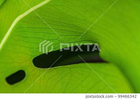 Texture of a monstera leaf close up on pink background Texture of a monstera leaf close up on pink background 99466342