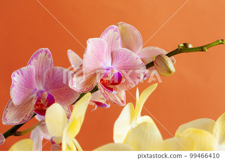 Close up of beautiful phalaenopsis orchid flowers Close up of beautiful phalaenopsis orchid flowers 99466410