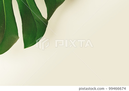 The edge of a green leaf of a plant 99466674
