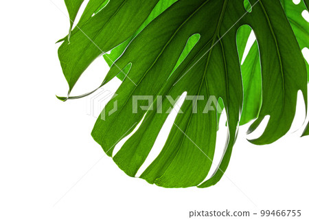 Creative background of a monstera plant leaf 99466755