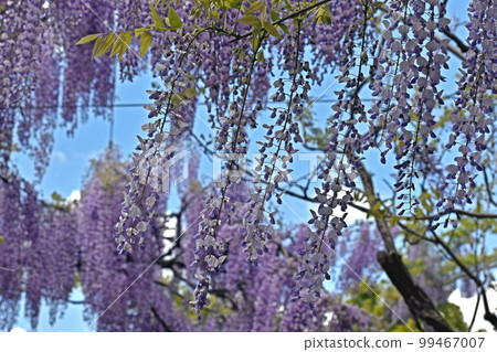 Wisteria wisteria garden wisteria trellis wisteria flowers 99467007