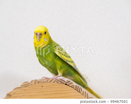 [Pet] Budgerigar playing on the hut 99467081